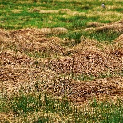 hay-4533808_640